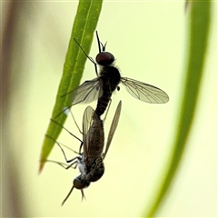 Geron sp. (genus) (Slender Bee Fly) at Green Cape, NSW - 7 Dec 2024 by Hejor1