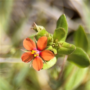 Lysimachia arvensis (Scarlet Pimpernel) at Green Cape, NSW by Hejor1