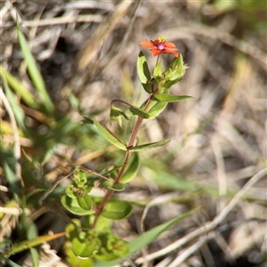 Lysimachia arvensis at Green Cape, NSW - 7 Dec 2024 12:13 PM