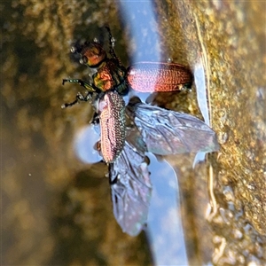 Coleoptera (order) (Unidentified Beetle) at Green Cape, NSW by Hejor1