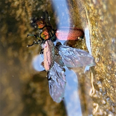 Coleoptera (order) (Unidentified Beetle) at Green Cape, NSW - 7 Dec 2024 by Hejor1