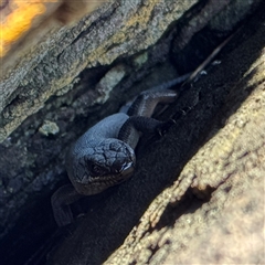 Egernia saxatilis intermedia at Green Cape, NSW - 7 Dec 2024 12:11 PM