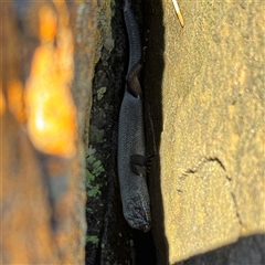 Egernia saxatilis intermedia at Green Cape, NSW - 7 Dec 2024 12:11 PM