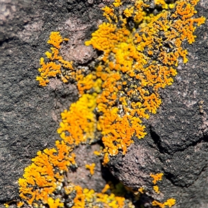 Xanthoria sp. at Green Cape, NSW by Hejor1