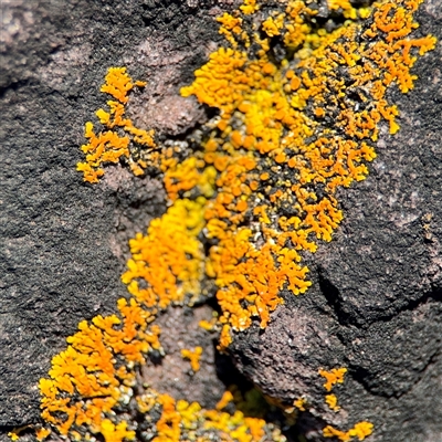 Xanthoria sp. at Green Cape, NSW - 7 Dec 2024 by Hejor1