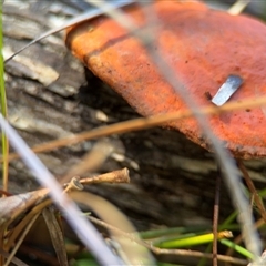 Trametes coccinea at Green Cape, NSW - 7 Dec 2024 11:09 AM