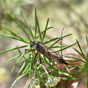 Zosteria sp. (genus) at Tennent, ACT - 8 Dec 2024