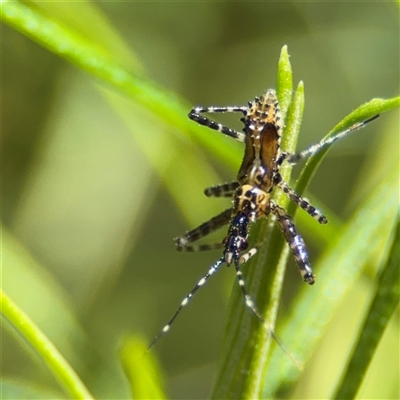 Pristhesancus plagipennis (Bee Killer Assassin Bug) at Green Cape, NSW - 7 Dec 2024 by Hejor1