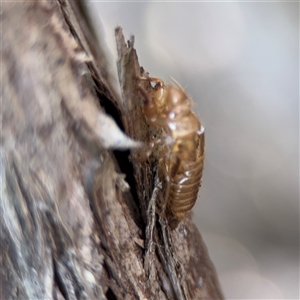 Yoyetta sp. (genus) (Firetail or Ambertail Cicada) at Green Cape, NSW by Hejor1