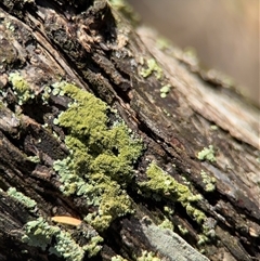 Lichen - crustose at Green Cape, NSW - 7 Dec 2024 by Hejor1