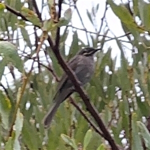 Caligavis chrysops at Edrom, NSW - 7 Dec 2024 09:11 AM