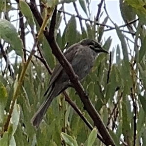 Caligavis chrysops at Edrom, NSW - 7 Dec 2024 09:11 AM