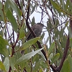 Caligavis chrysops at Edrom, NSW - 7 Dec 2024 09:11 AM