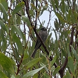 Caligavis chrysops at Edrom, NSW - 7 Dec 2024 09:11 AM