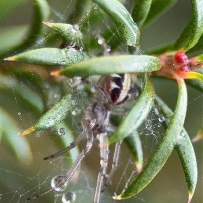 Phonognatha graeffei (Leaf Curling Spider) at Edrom, NSW - 7 Dec 2024 by Hejor1