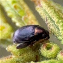 Arsipoda sp. (genus) (A flea beetle) at Edrom, NSW - 7 Dec 2024 by Hejor1