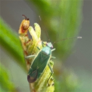 Miridae (family) (Unidentified plant bug) at Edrom, NSW by Hejor1