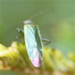 Miridae (family) at Edrom, NSW - 7 Dec 2024 08:54 AM