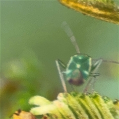 Miridae (family) at Edrom, NSW - 7 Dec 2024 08:54 AM