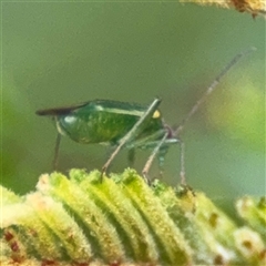 Miridae (family) at Edrom, NSW - 7 Dec 2024 08:54 AM
