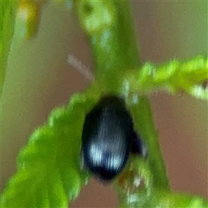 Arsipoda sp. (genus) (A flea beetle) at Edrom, NSW by Hejor1