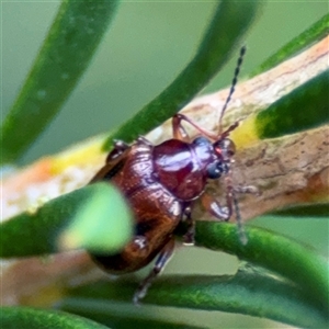 Eumolpinae (subfamily) (Unidentified Eumolpinae Leaf-beetle) at Edrom, NSW by Hejor1