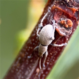 Merimnetes sp. (genus) (A weevil) at Edrom, NSW by Hejor1