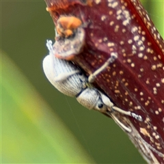 Merimnetes (genus) at Edrom, NSW - 7 Dec 2024 08:44 AM
