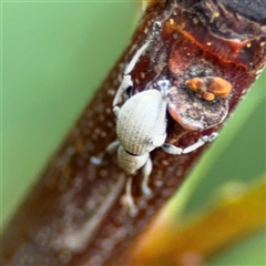 Merimnetes (genus) at Edrom, NSW - 7 Dec 2024 08:44 AM