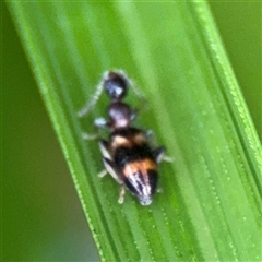 Anthicinae (subfamily) (Ant-like flower beetles, ant-like beetles) at Eden, NSW - 6 Dec 2024 by Hejor1