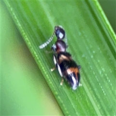 Anthicinae (subfamily) at Eden, NSW - 7 Dec 2024