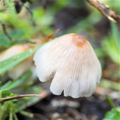 Coprinus micaceus at Edrom, NSW - 6 Dec 2024 by Hejor1