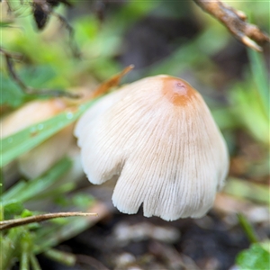 Coprinus micaceus at Edrom, NSW by Hejor1