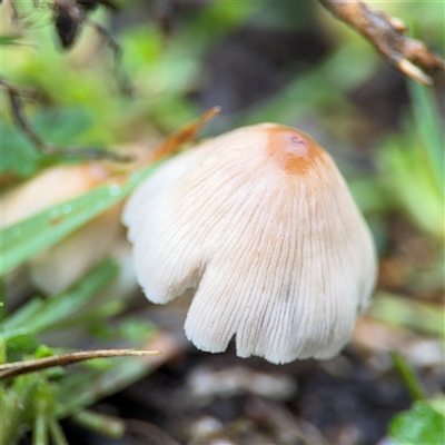 Coprinus micaceus at Edrom, NSW - 7 Dec 2024 by Hejor1