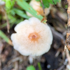 Coprinellus etc. at Edrom, NSW - 7 Dec 2024 08:31 AM