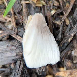 Coprinellus etc. at Edrom, NSW - 7 Dec 2024 08:31 AM