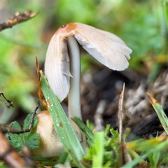 Coprinellus etc. at Edrom, NSW - 7 Dec 2024 08:31 AM