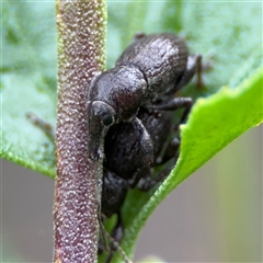 Perperus sp. (genus) (Weevil) at Edrom, NSW - 7 Dec 2024 by Hejor1