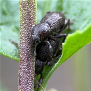 Perperus sp. (genus) (Weevil) at Edrom, NSW by Hejor1