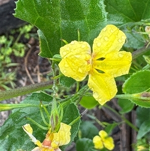 Goodenia ovata (Hop Goodenia) at Edrom, NSW by Hejor1