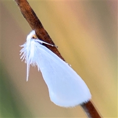 Tipanaea patulella (The White Crambid moth) at Edrom, NSW - 7 Dec 2024 by Hejor1