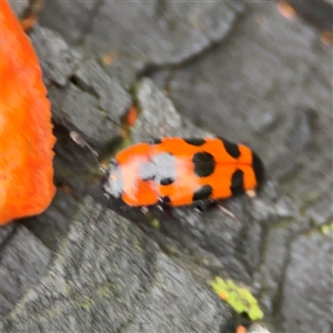 Episcaphula sp. (genus) (Fungus beetle) at Edrom, NSW by Hejor1