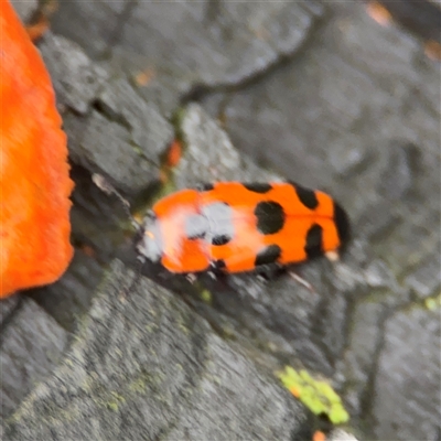 Episcaphula sp. (genus) (Fungus beetle) at Edrom, NSW - 6 Dec 2024 by Hejor1