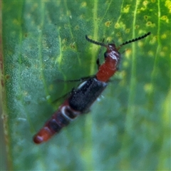 Paederus sp. (genus) (Whiplash rove beetle) at Edrom, NSW - 7 Dec 2024 by Hejor1