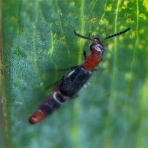 Paederus sp. (genus) (Whiplash rove beetle) at Edrom, NSW by Hejor1