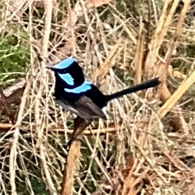 Malurus cyaneus (Superb Fairywren) at Eden, NSW - 6 Dec 2024 by Hejor1