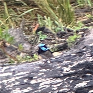 Malurus cyaneus at Eden, NSW - 7 Dec 2024 09:08 AM