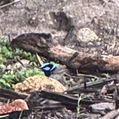 Malurus cyaneus at Eden, NSW - 7 Dec 2024 09:08 AM