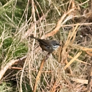 Sericornis frontalis (White-browed Scrubwren) at Edrom, NSW by Hejor1