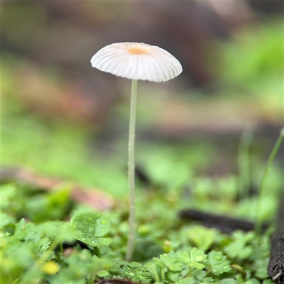 Coprinellus etc. (An Inkcap) at Edrom, NSW - 7 Dec 2024 by Hejor1